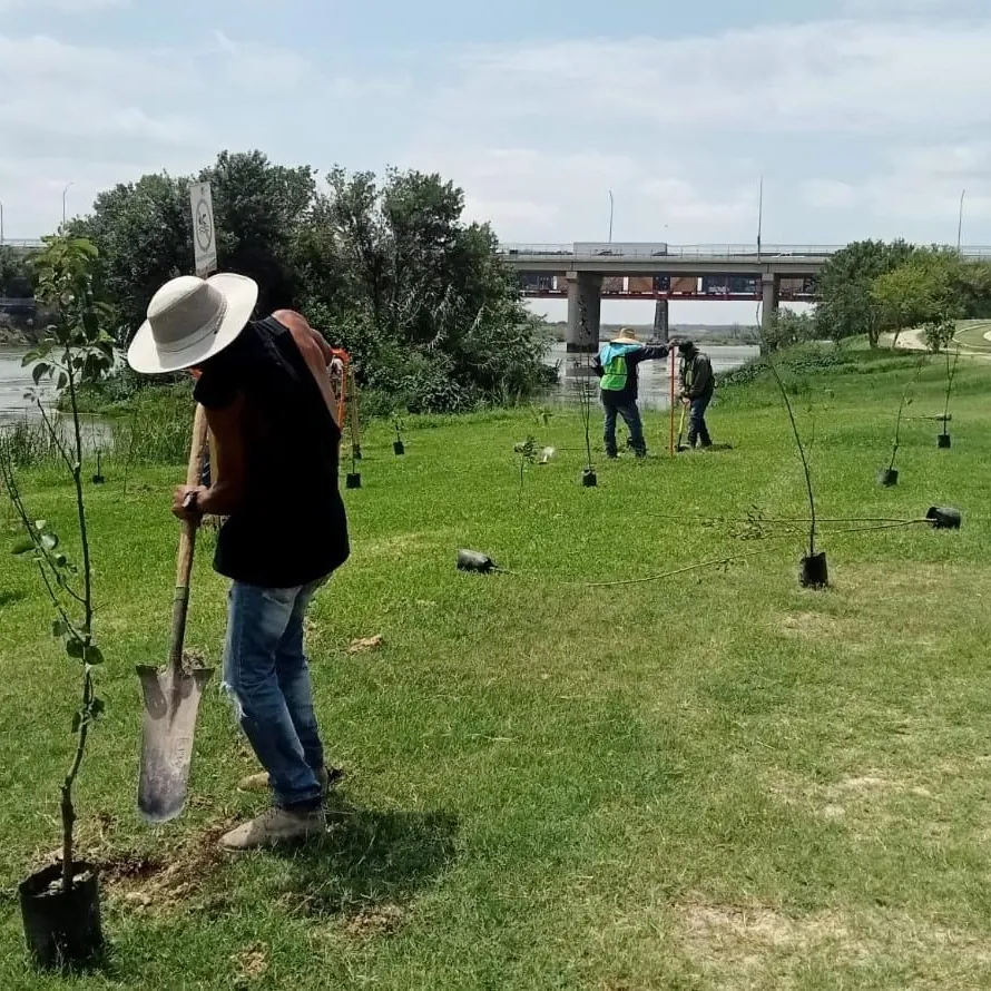 IMPULSAN ENTORNOS VERDES CON EL PROGRAMA DE REFORESTACIÓN +15,000